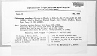 Neophloeospora maculans image